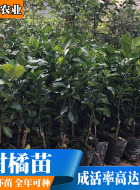 果树苗正宗广西沃柑果树嫁接苗金秋无籽砂糖橘苗皇帝柑苗树苗特大