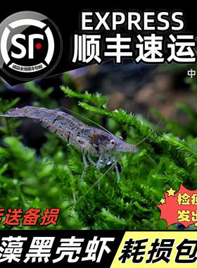 黑壳虾观赏工具饲料草缸除藻河蚌
