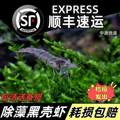 黑壳虾观赏工具饲料草缸除藻河蚌