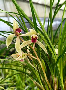 【二红素】莲瓣兰色花带花苞连体苗花色艳丽浓香适合阳台庭院顶楼