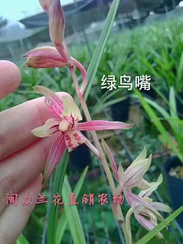 兰花苗 建兰绿鸟嘴 东方红荷夏季带花苞 好养绿植花卉盆栽