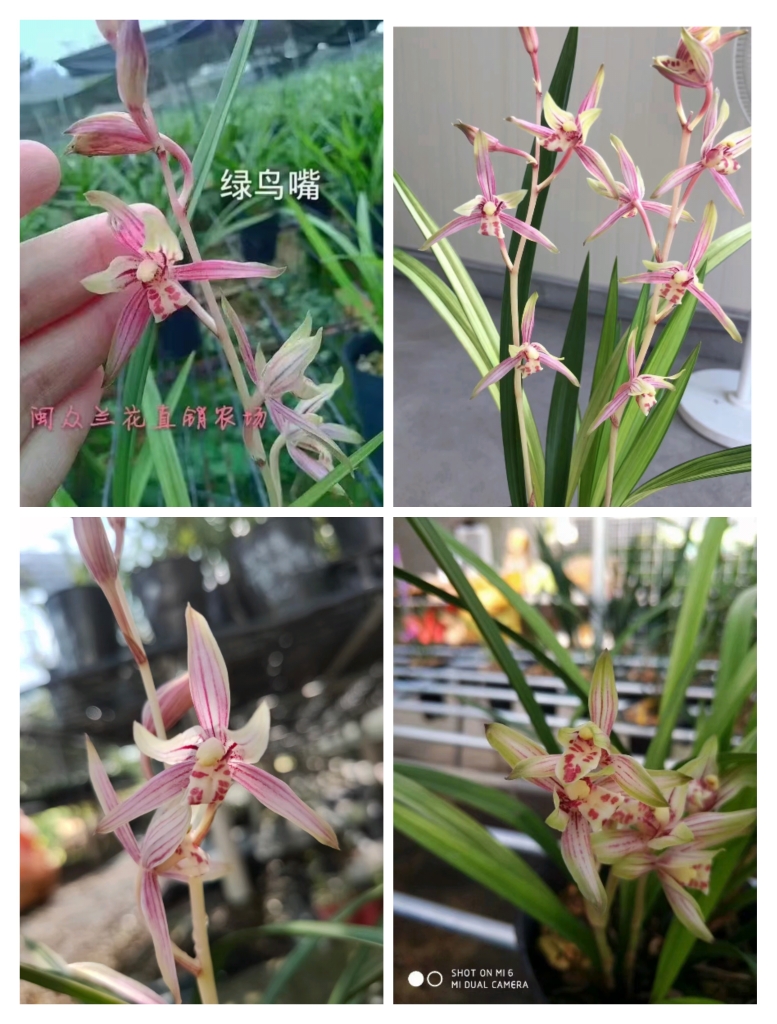 建兰浓香兰花苗绿植盆栽阳台庭院花卉绿鸟嘴空间禅意好养易开花卉