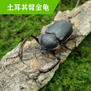 牧野虫社土耳其臂金龟独角仙甲虫宠物昆虫活物成虫幼虫活体甲壳虫