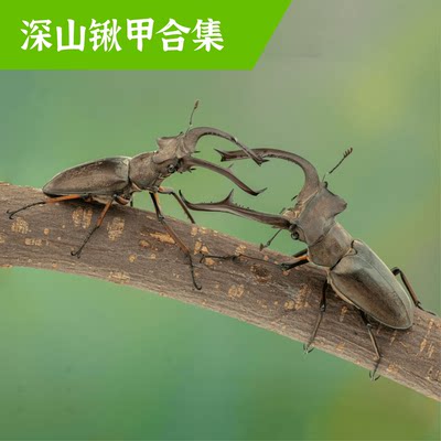 牧野虫社深山锹甲甲虫独角仙