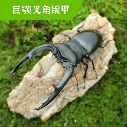 牧野虫社巨颚叉角锹甲生态精品