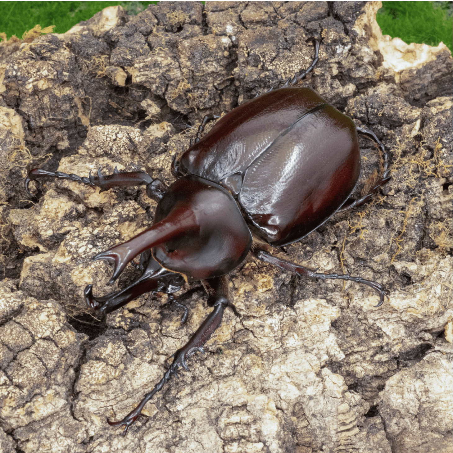 牧野虫社佛洛伦斯姬兜独角仙活虫公虫幼虫昆虫甲虫宠物大兜虫