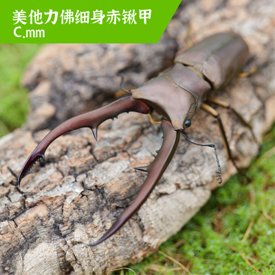 牧野虫社美他利佛细身赤锹甲虫