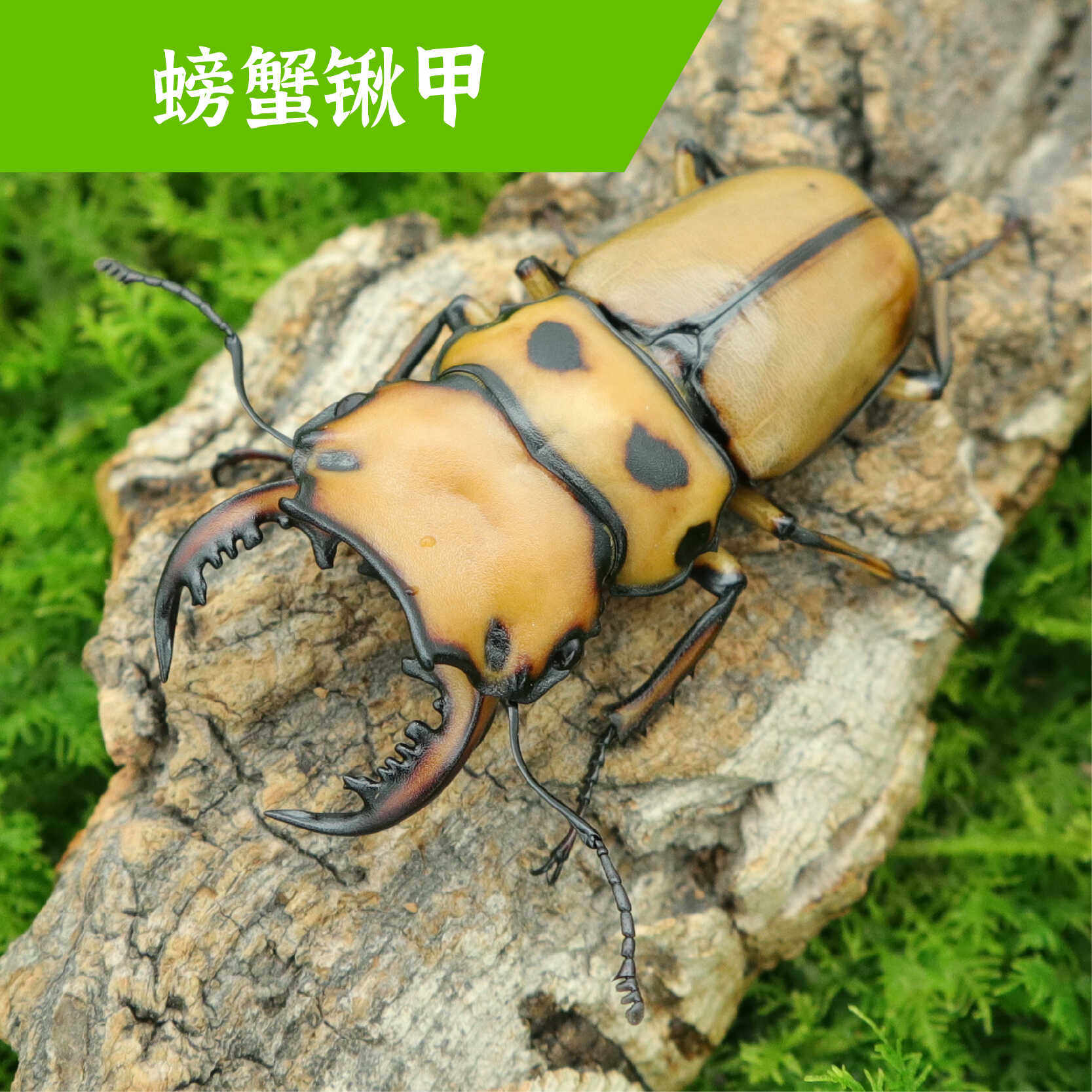 牧野虫社螃蟹锹甲虫宠物独角仙昆虫活物成虫幼虫子活体家养活虫