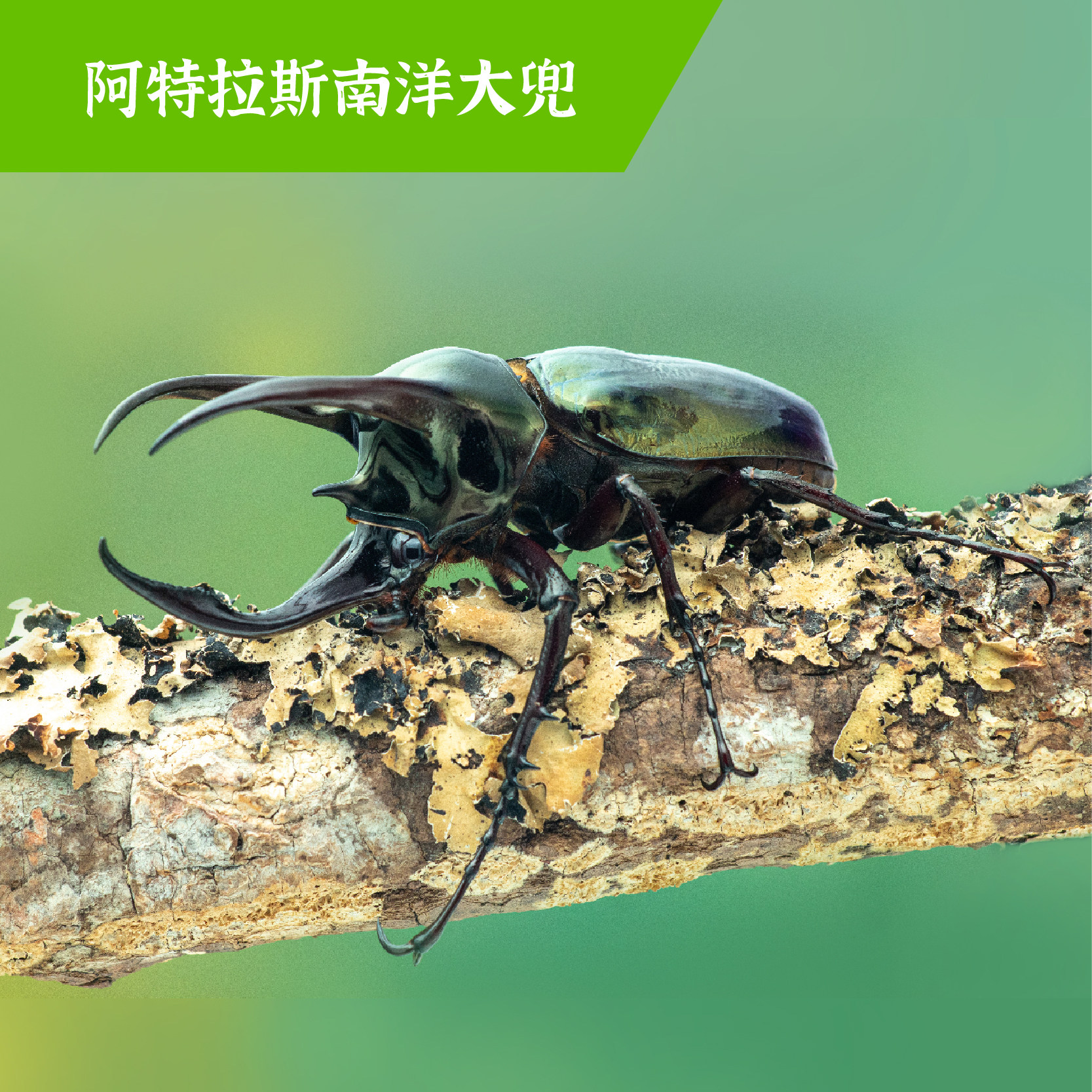 牧野虫社南洋大兜虫CAK独角仙甲虫宠物昆虫活物成虫幼虫活体甲壳