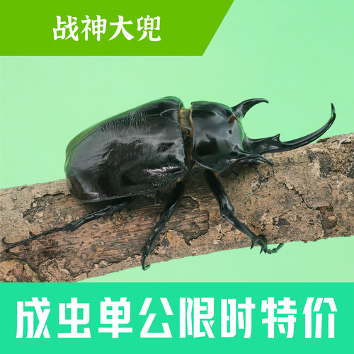 牧野虫社战神大兜甲虫独角仙