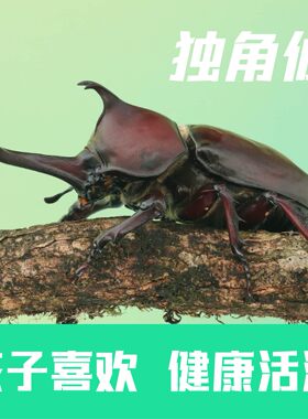 六一儿童节礼物养甲虫套装好养