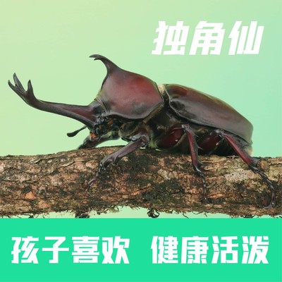牧野虫社独角仙成虫幼虫甲虫好养