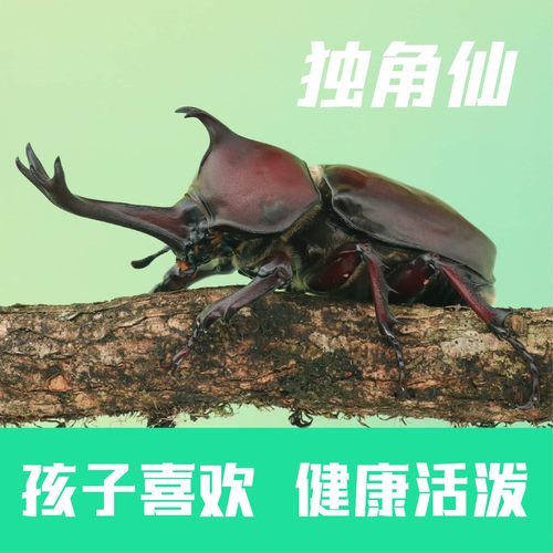 牧野虫社独角仙成虫幼虫甲虫好养
