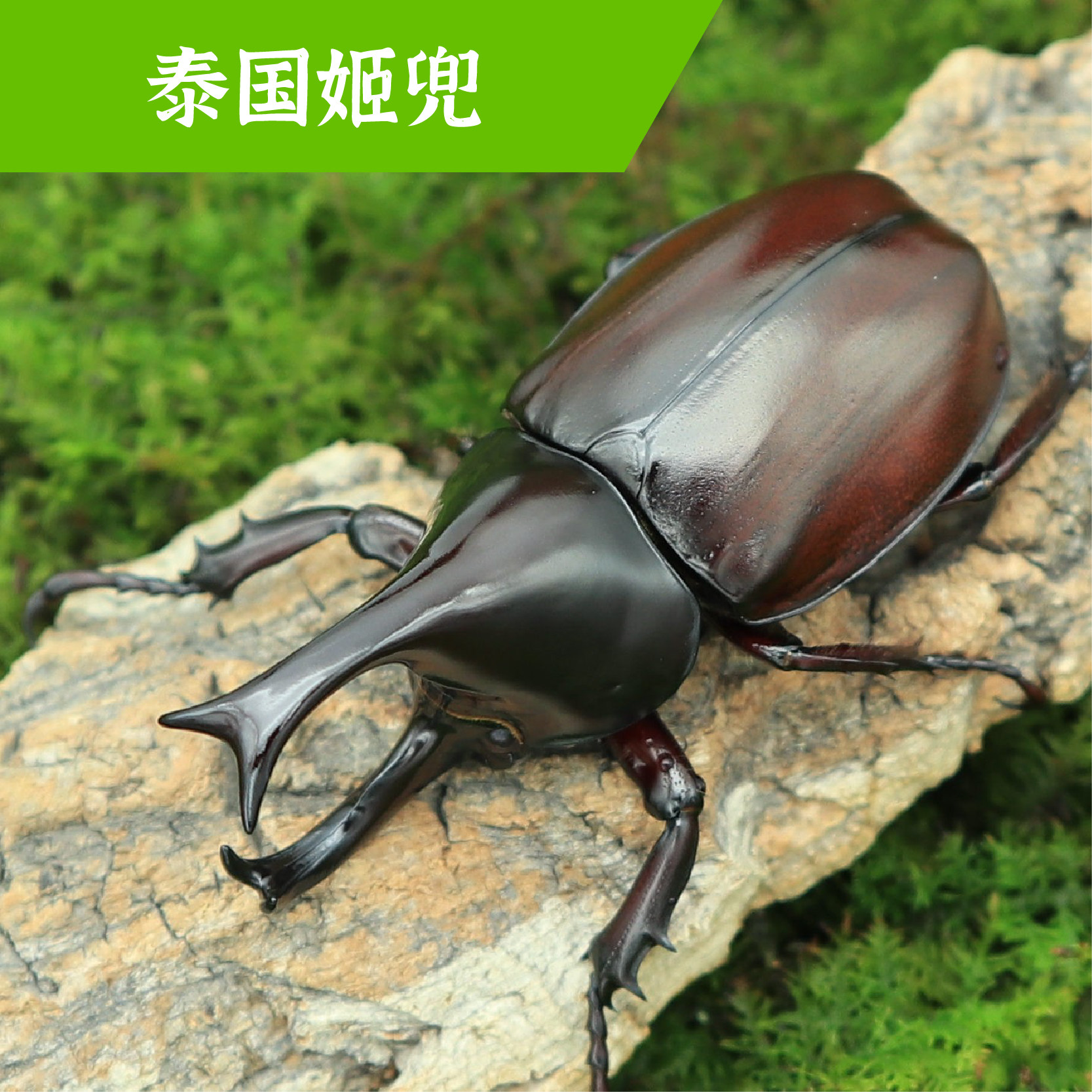 牧野虫社泰国姬兜独角仙甲虫宠物昆虫活物成虫幼虫活体甲壳虫子,宠物/宠物食品及用品,特色爬宠/鸣虫,淘宝优惠券,粉丝福利购,淘宝优惠卷