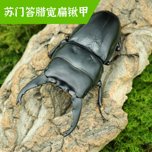牧野虫社苏门答腊宽扁锹甲虫宠物甲壳虫独角仙昆虫活物活虫成虫幼