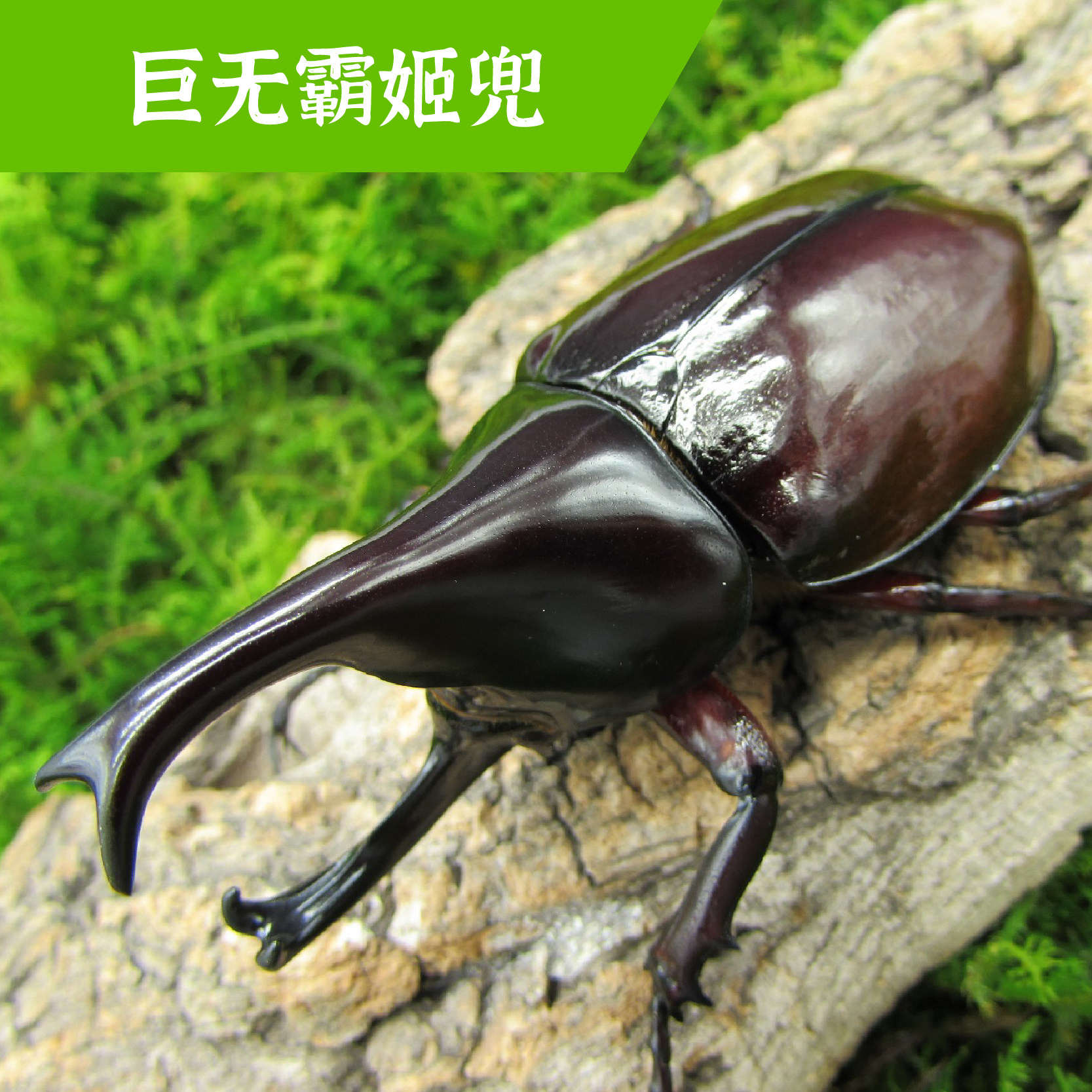 牧野虫社巨无霸姬兜独角仙甲虫爬宠活体锹形虫昆虫锹甲中国大扁