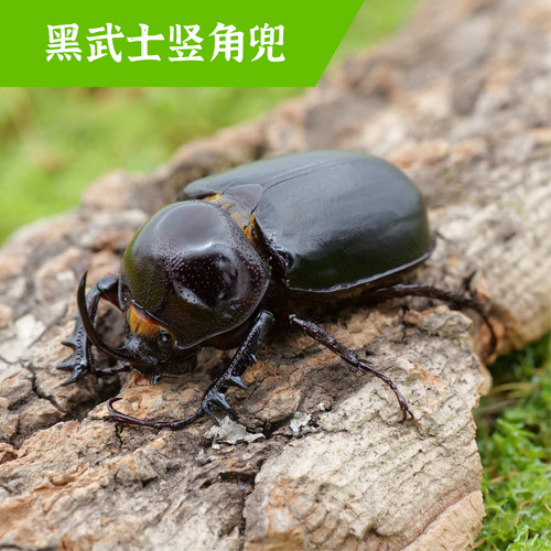 牧野虫社黑武士竖角兜虫宠物甲壳虫独角仙昆虫活物活虫成虫幼虫子