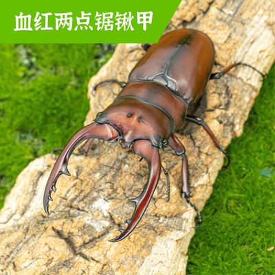 牧野虫社血红两点锯锹甲虫宠物