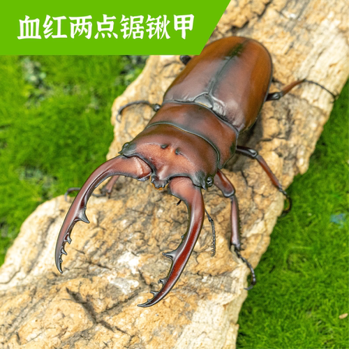 牧野虫社血红两点锯锹甲虫宠物