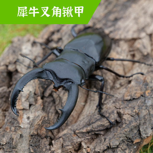 牧野虫社犀牛叉角锹甲虫子独角仙