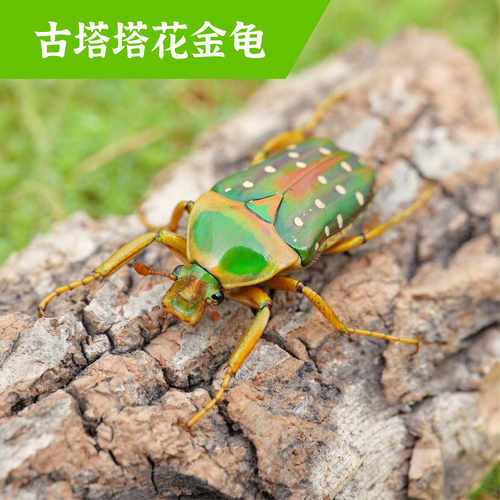 牧野虫社古塔塔花金龟甲虫独角仙
