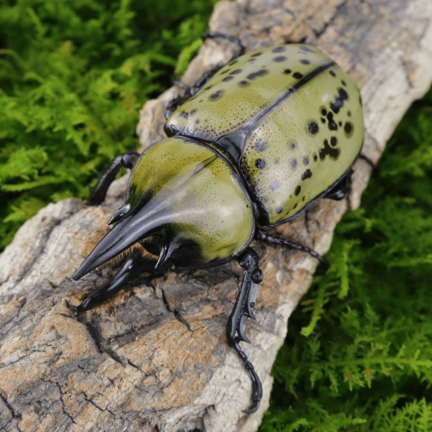 牧野虫社美东白兜独角仙甲虫爬宠活体锹形虫昆虫锹甲中国大扁兜虫