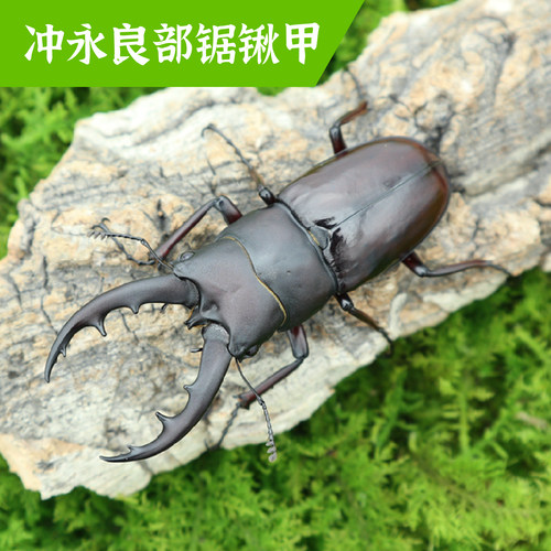 牧野虫社冲永良部锯锹甲虫独角仙