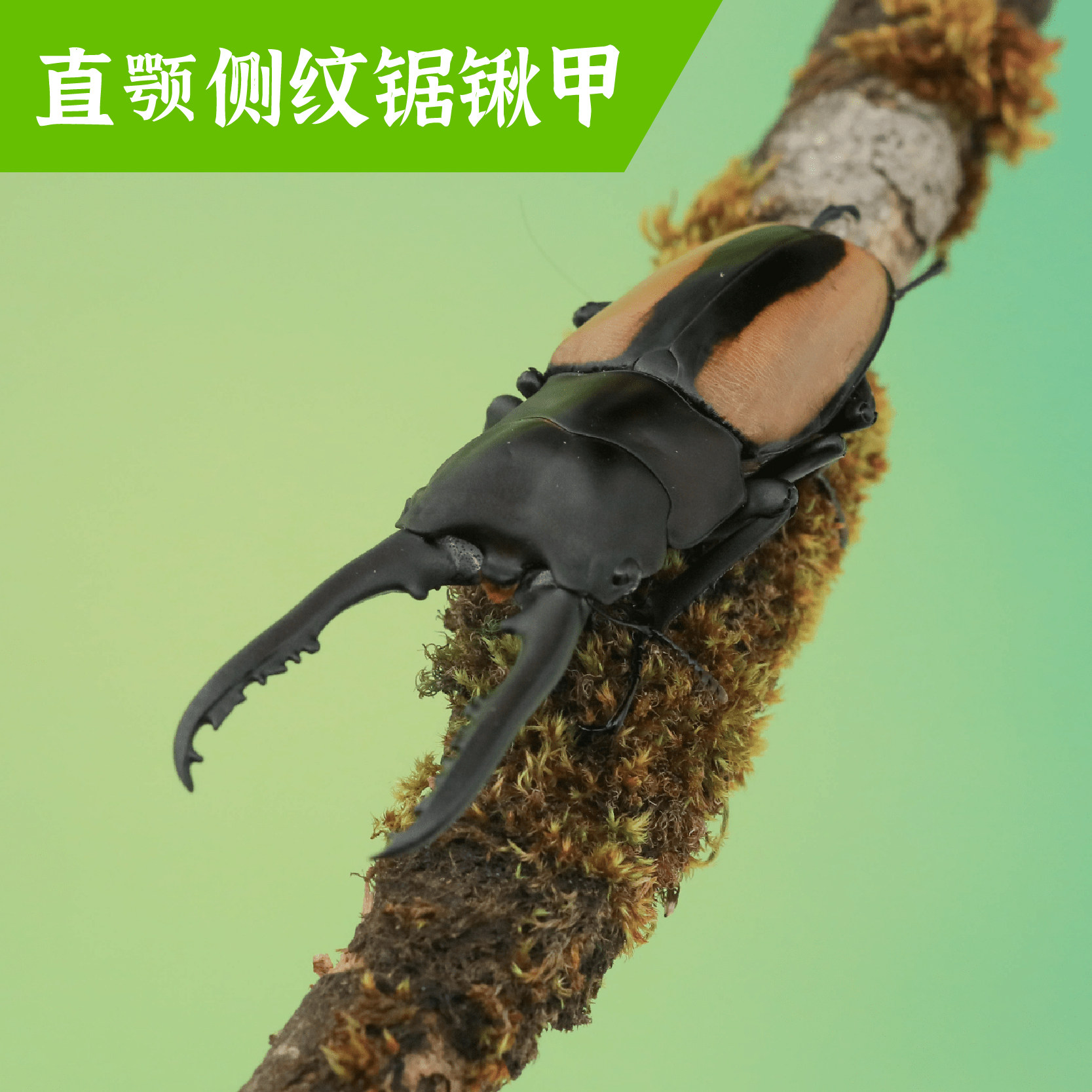 牧野虫社直颚侧纹锯锹甲虫宠物独角仙昆虫活物成虫幼虫子活体家养