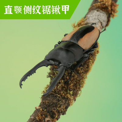 牧野虫社直颚侧纹锯锹甲虫独角仙