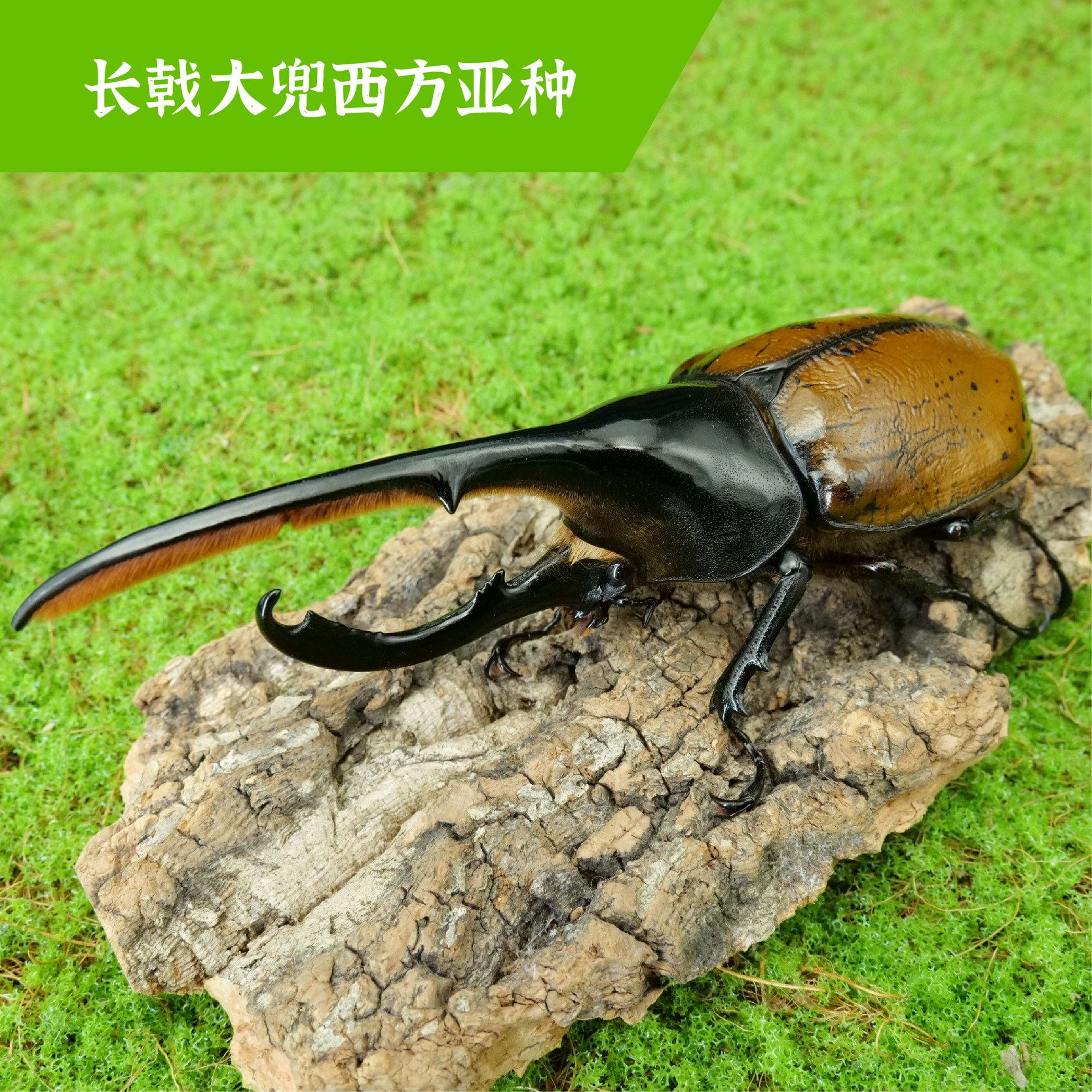 牧野虫社利奇氏长戟大兜独角仙甲虫宠物昆虫活物成虫幼虫活体甲壳