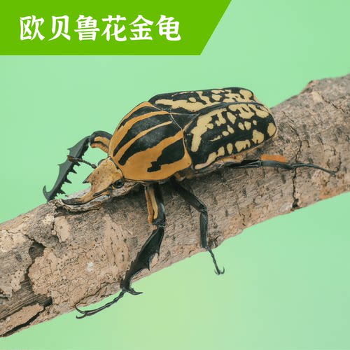 牧野虫社欧贝鲁花金龟甲虫独角仙