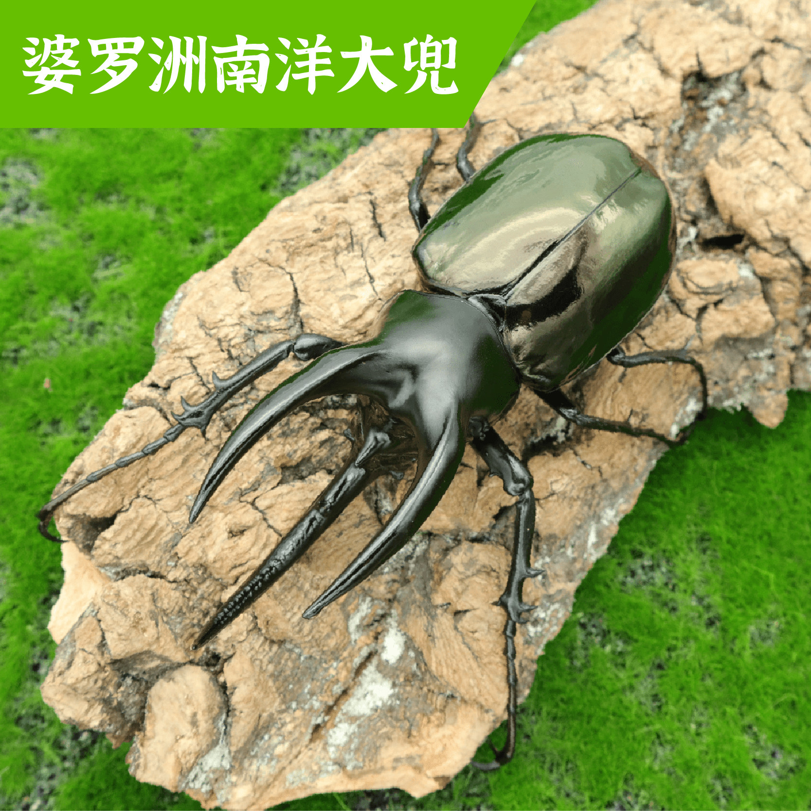 牧野虫社婆罗洲南洋大兜cm独角仙甲虫爬宠活体锹形虫昆虫兜虫