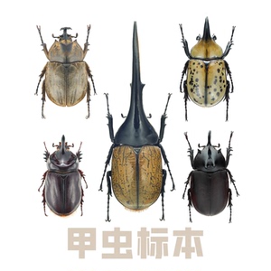 牧野虫社甲虫标本收藏