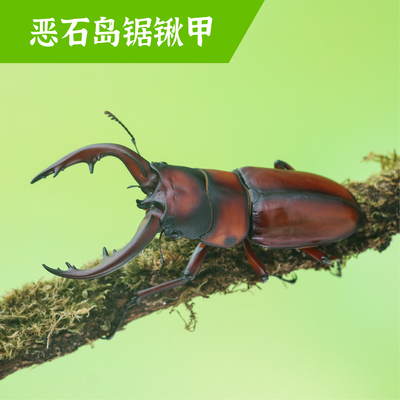 牧野虫社恶石岛锯锹甲虫独角仙