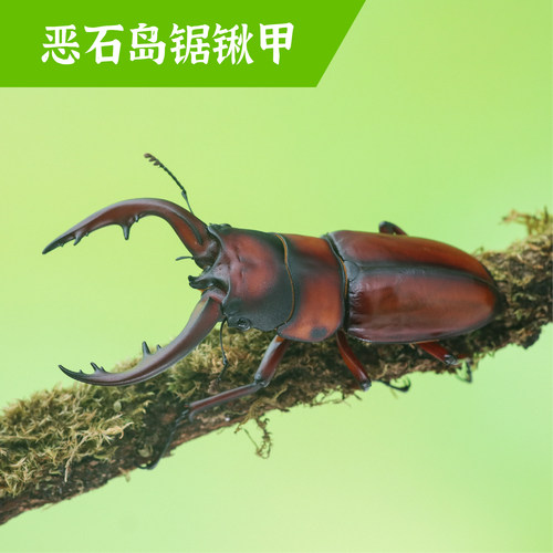 牧野虫社恶石岛锯锹甲虫独角仙