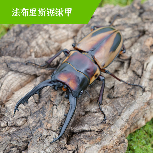 牧野虫社法布里斯锯锹甲虫独角仙