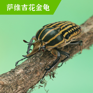 牧野虫社萨维吉花金龟独角仙甲虫宠物昆虫活物成虫幼虫活体甲壳虫