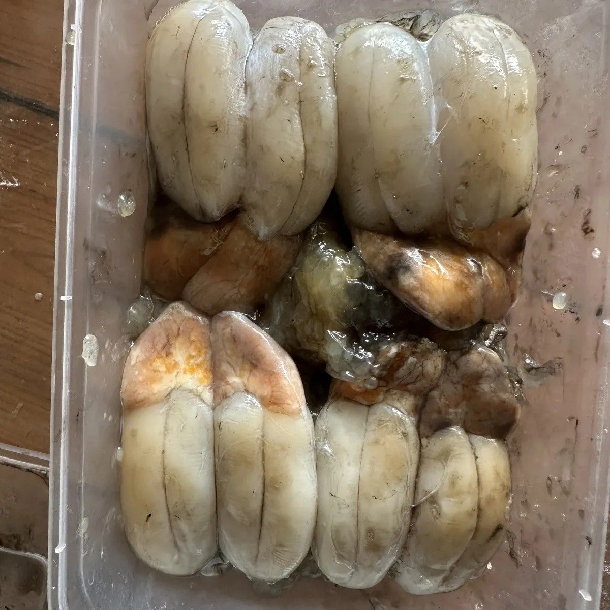 台州东海野生新鲜大墨鱼蛋和墨鱼仔全淡冷冻批发零售餐饮专用500g
