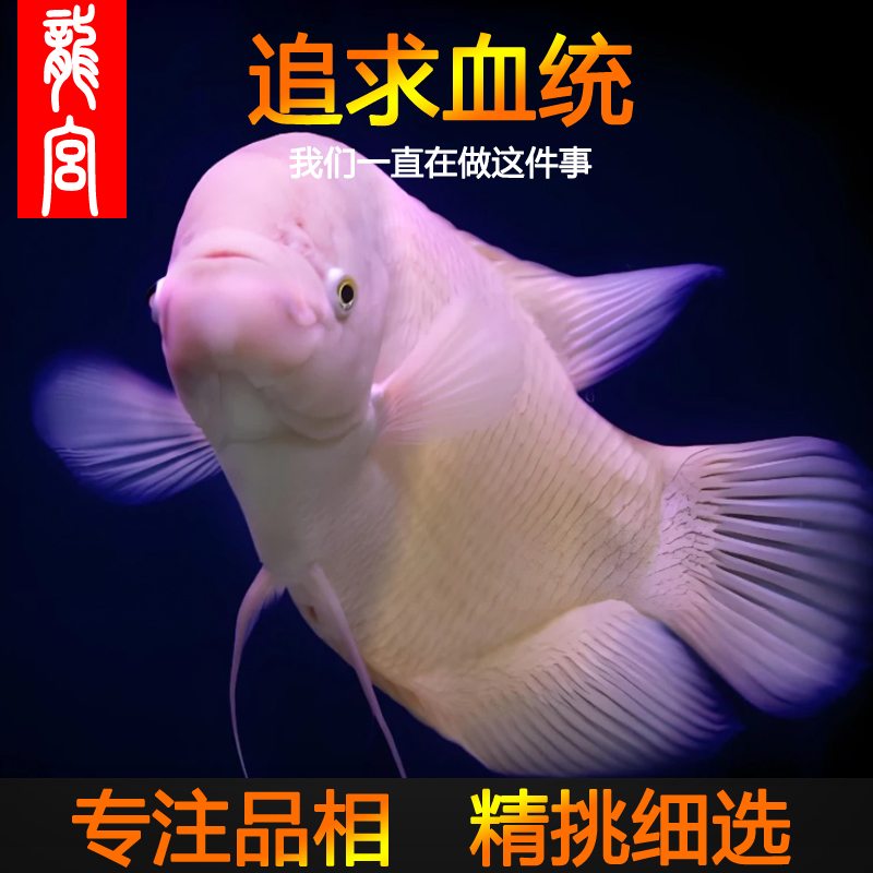 龙宫红眼招财鱼黑眼活鱼