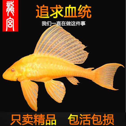 龙宫精品【女王清道夫系列】红眼女王清道夫大帆女王豹纹活体垃圾