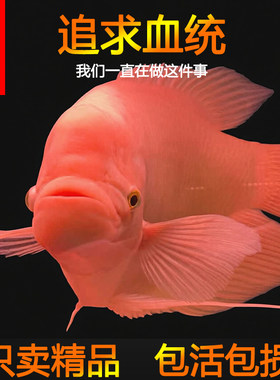 龍宮招财鱼精品热带鱼纯正血统