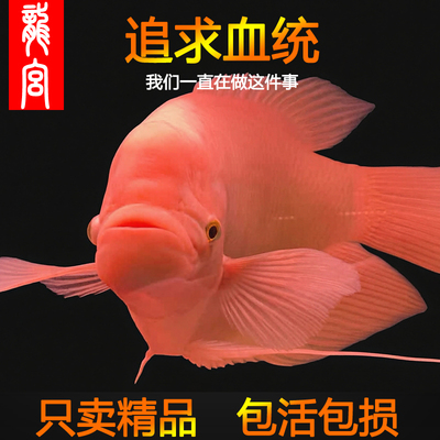 龍宮招财鱼精品热带鱼纯正血统