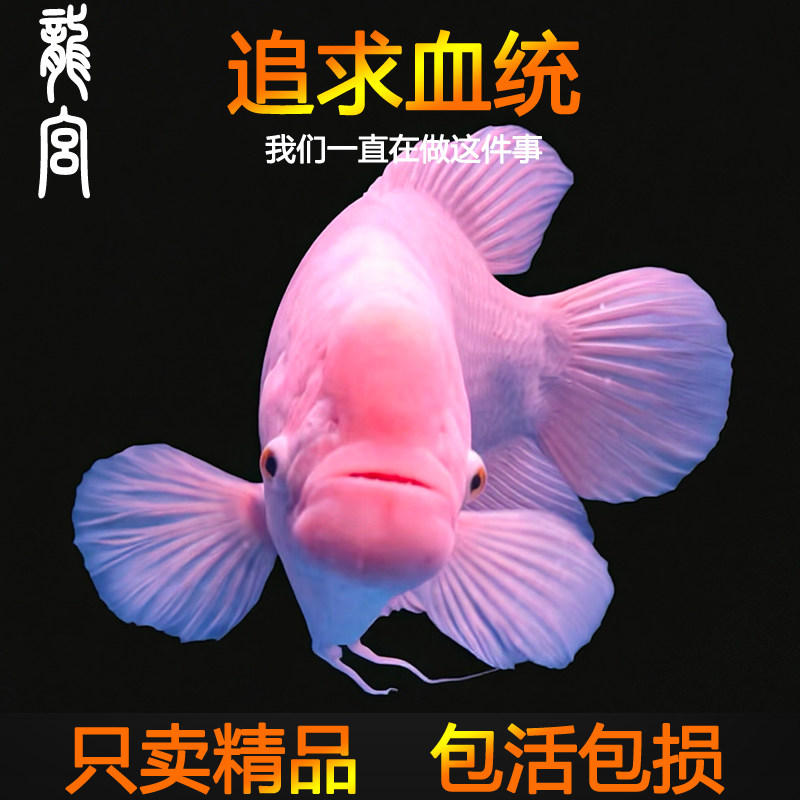 龙宫精品招财鱼观赏鱼
