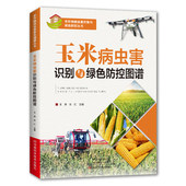 玉米纹枯病玉米病虫害分布区域形态症状特点 玉米主要病虫害绿色防控技术模式 绿色防控技术书 王燕 玉米病虫害识别与绿色防控图谱