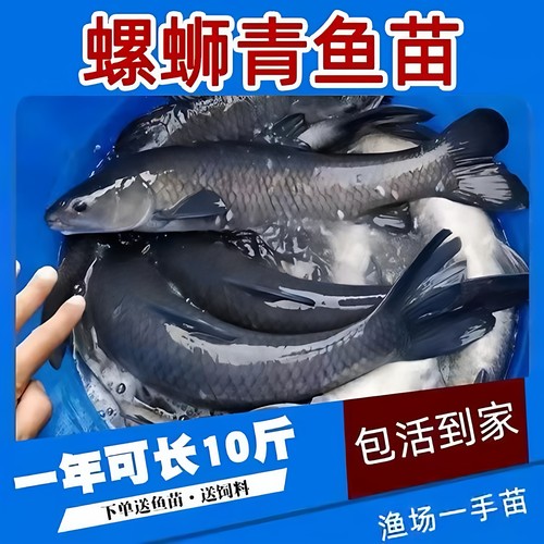 大青鱼苗特大号螺蛳青鱼半斤黑皖鱼苗草鱼苗20厘米淡水养殖鲫鱼