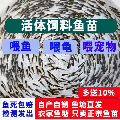 饲料活体饲饵活鱼苗喂鳄龟六角恐龙鱼鱼饲料罗汉开口杂鱼饲料包活