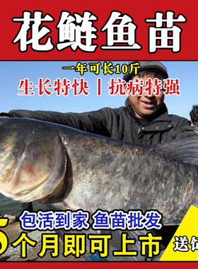 特大号半斤花鲢鱼苗淡水养殖大头鱼胖头鱼鲢鳙鲢鱼白鲢鱼草鱼苗