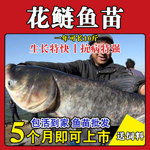 特大号半斤花鲢鱼苗淡水养殖大头鱼胖头鱼鲢鳙鲢鱼白鲢鱼草鱼苗
