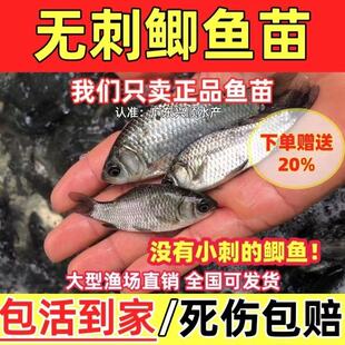 改良新品种无刺鲫鱼苗软骨鲫喜头鱼工程鲫中科鲫鱼银鲫黄金鲫鱼