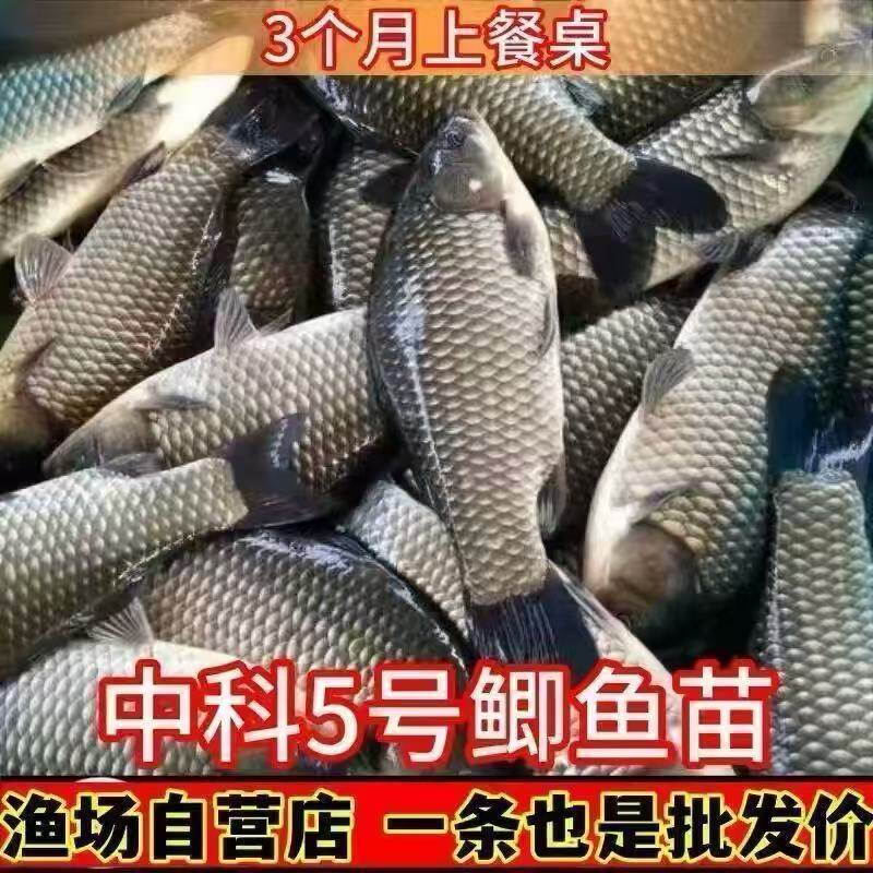 正宗中科五号鲫鱼苗工程鲫鱼淡水养殖草鱼苗鲤鱼花鲢包活批发